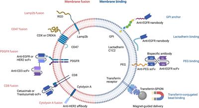 Application of engineered extracellular vesicles to overcome drug resistance in cancer